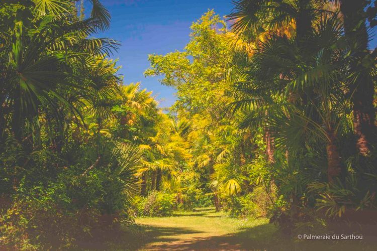 Chemin au milieu des jardins